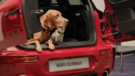 Mini Pet ,Grupo BMW