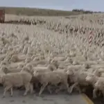 ovejas detienen la ruta ,instagram @cesar.cabezasmella