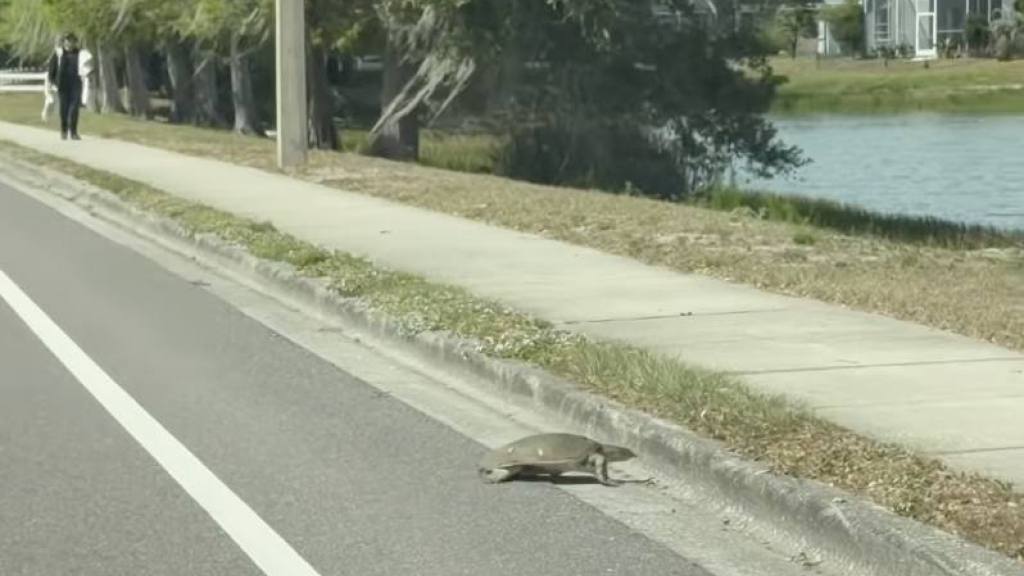 Tortuga en carretera, instagram @lsantanaphoto