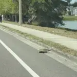 Tortuga en carretera ,instagram @lsantanaphoto
